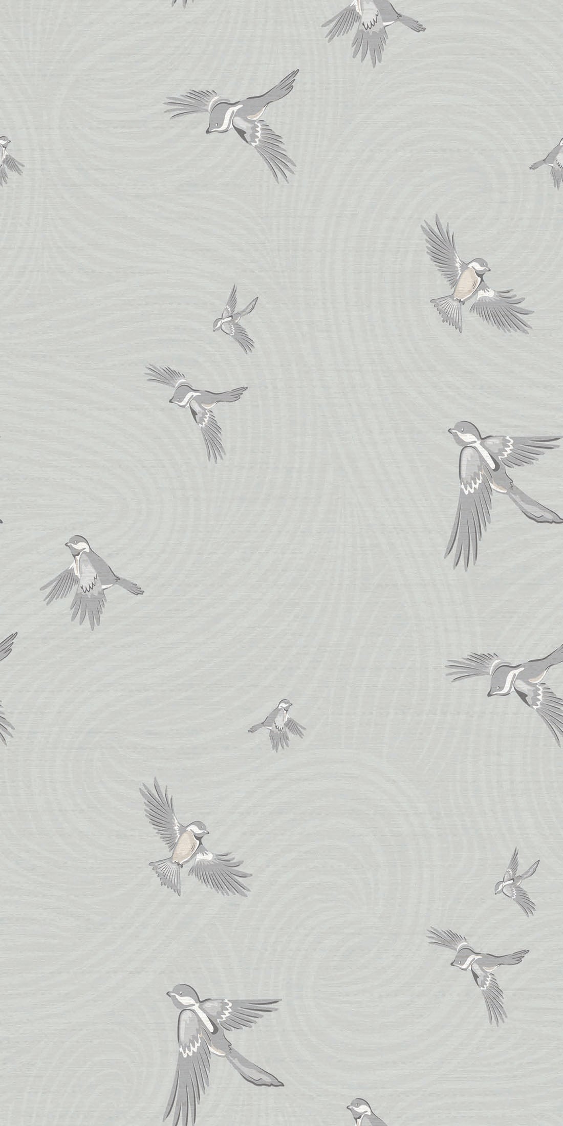 Chickadee Birds